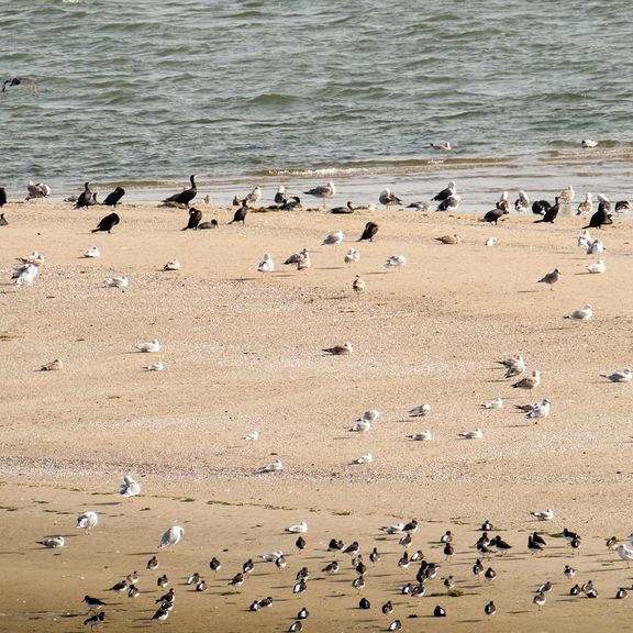 Vogels op het strand bij Maasvlakte 2