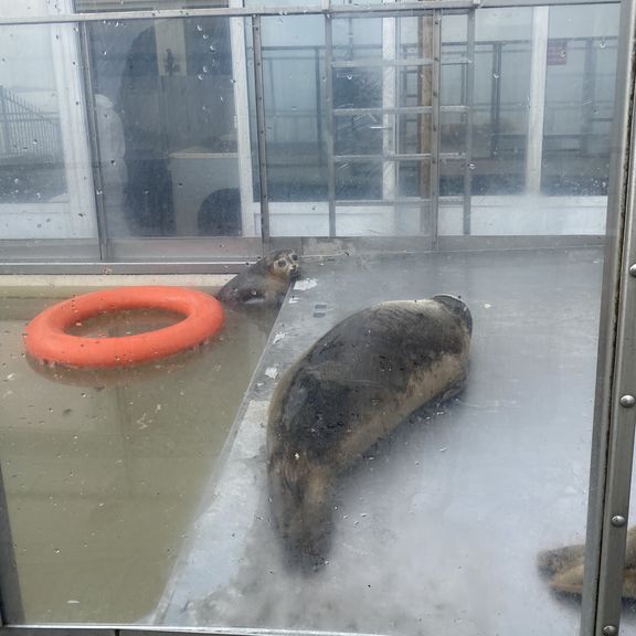 Zeehond in het buitenverblijf van A Seal