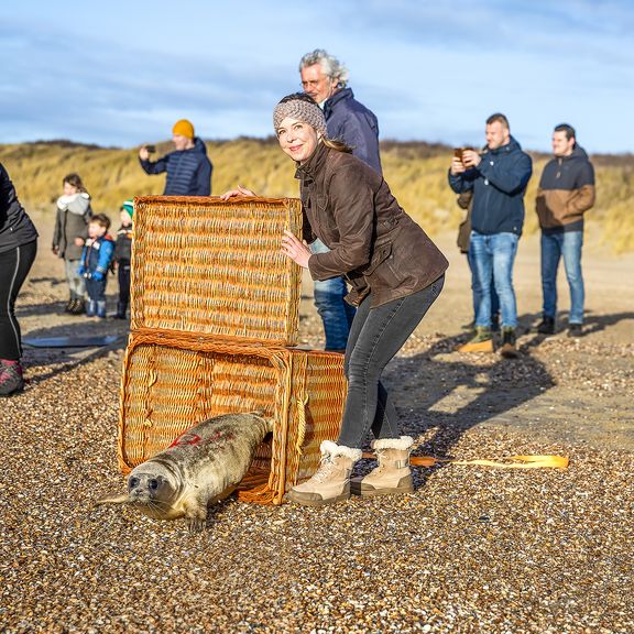 Zeehond wordt weer vrijgelaten op het strand