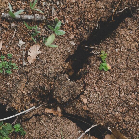 Soil dried by worms