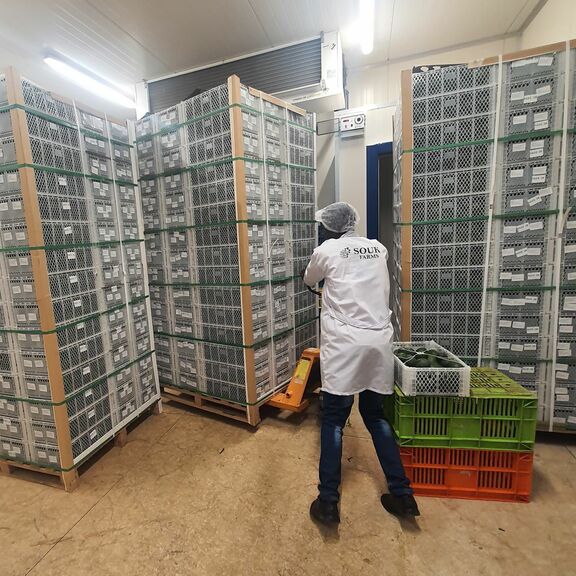 Ankunft von Avocados in Ruanda