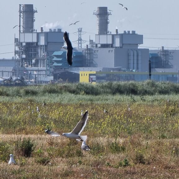  Maasvlakte groen