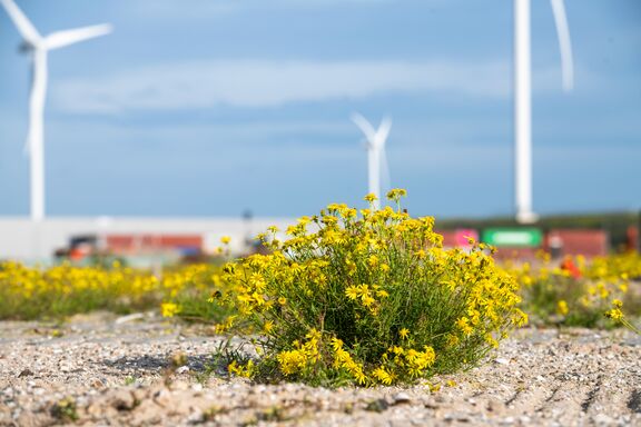 Natuur in de haven