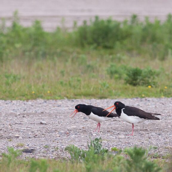 Broedgelegenheid vogels aanbrengen