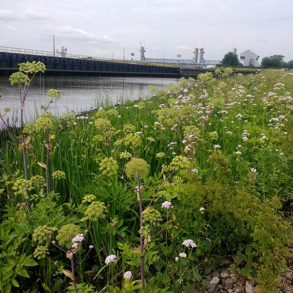 Natuurvriendelijke oever aanlegge