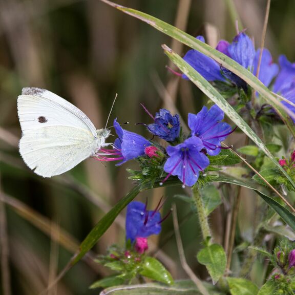 Overhoekjes natuurlijk inrichten