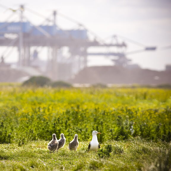 Eine Kolonie von Möwen auf der Maasvlakte